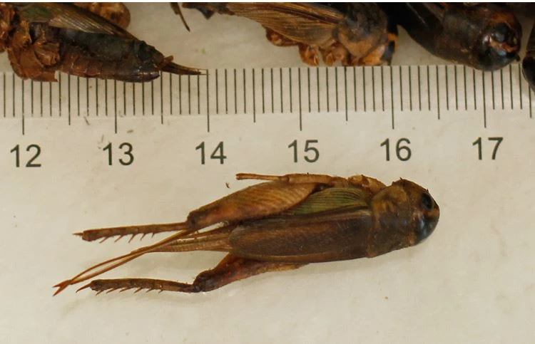 Dried Crickets