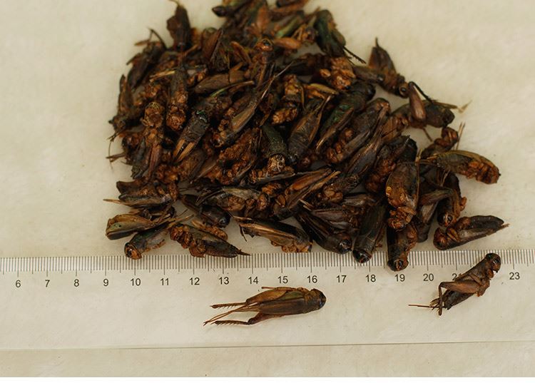 Freeze Dried Crickets