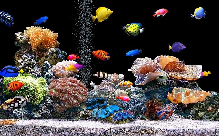 Cool-Fish-Tank-Backgrounds-Pictures Cool-Fish-Tank-Backgrounds-Pictures