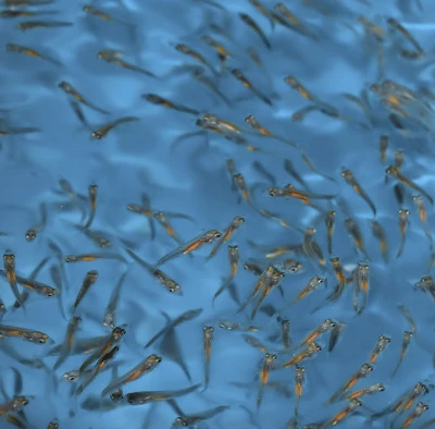 Feed Micro Particles Feed Micro Particles