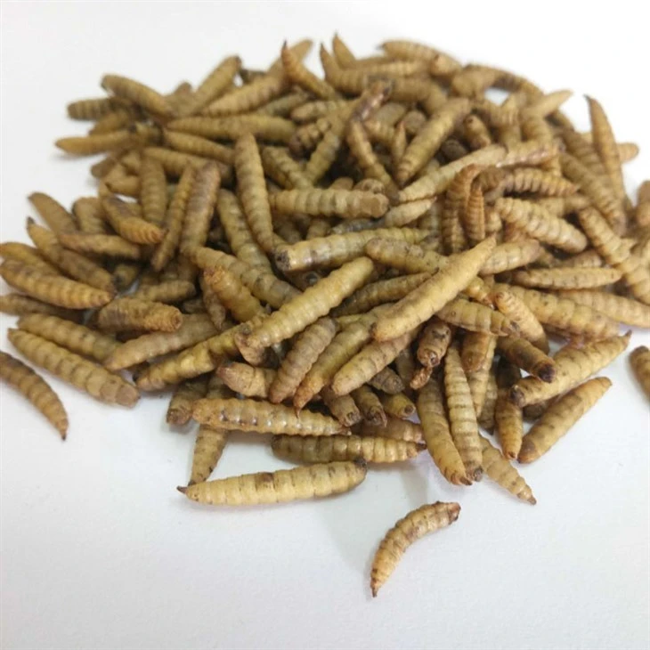 Singular Microwaved Dried BSF Larvae Fish Food