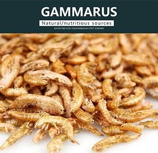 Freeze Dried Gammarus