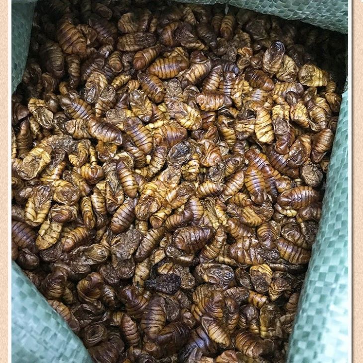 Freeze Dried Silkworm Pupae
