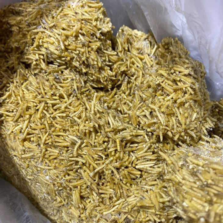 Frozen Maggots
